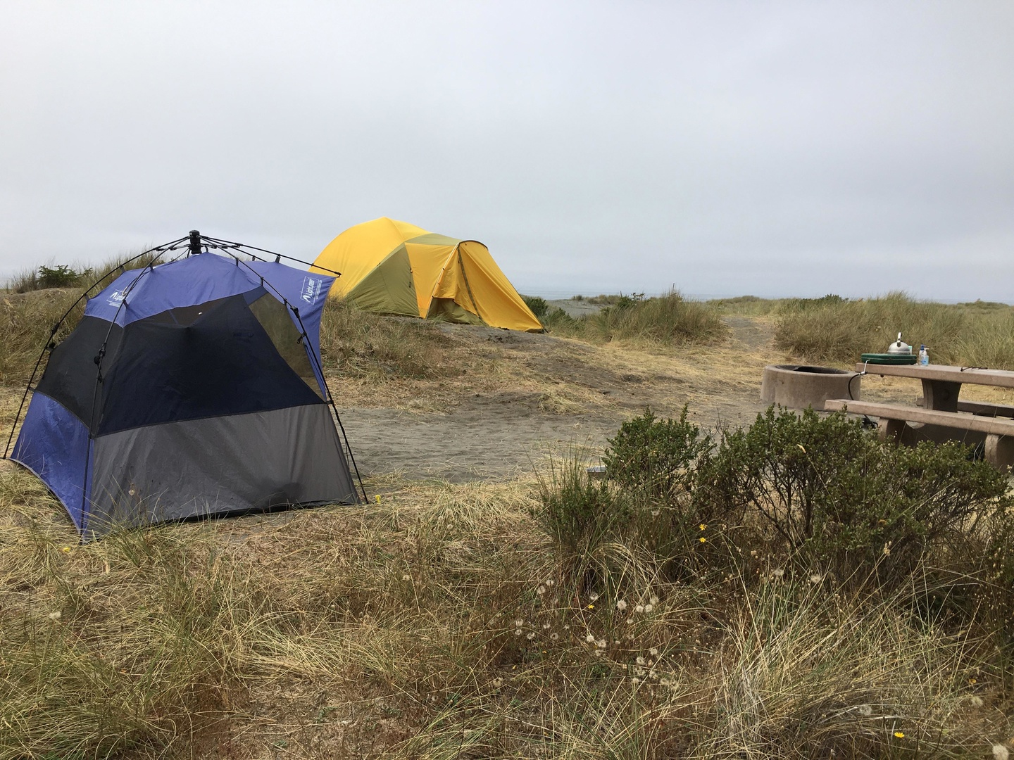 Gold Bluffs Beach Campground